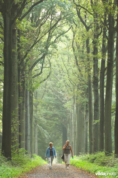 Bosreservaat Bulskampveld