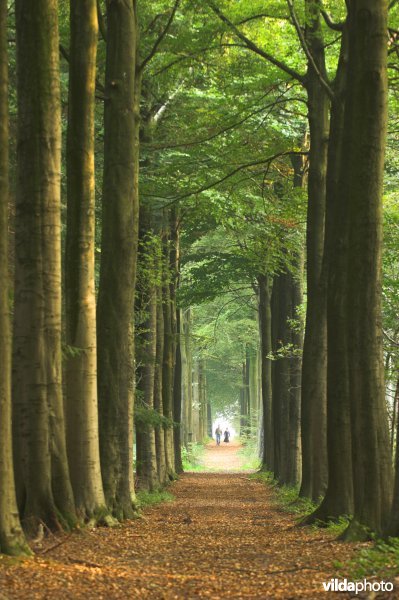 Bosreservaat Bulskampveld