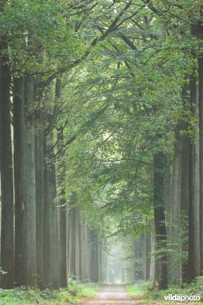 Bosreservaat Bulskampveld