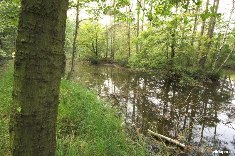 Bosreservaat Bulskampveld