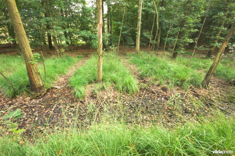 Bosreservaat Bulskampveld