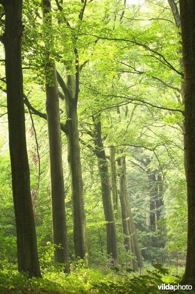 Bosreservaat Bulskampveld
