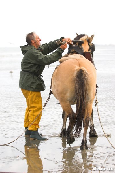 Garnaalvisserij te paard