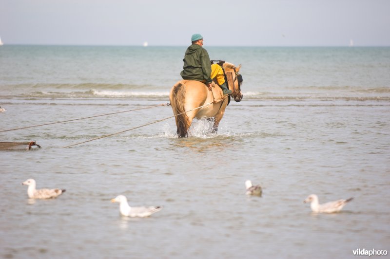 Garnaalvisserij te paard