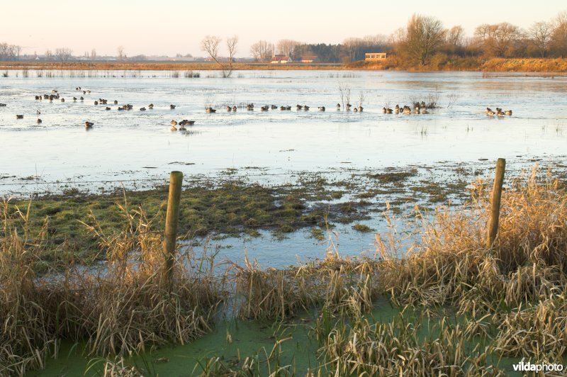 Natuurreservaat de Bourgoyen