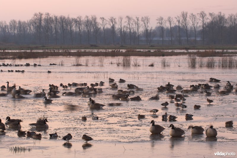 Natuurreservaat de Bourgoyen