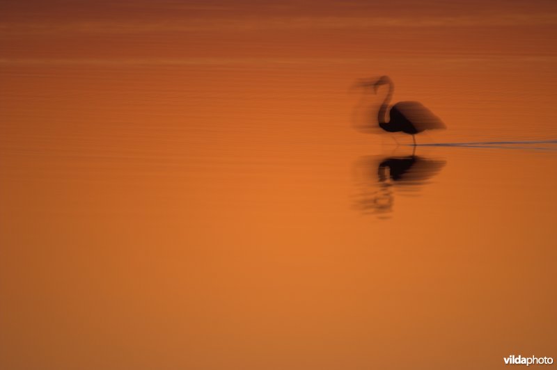 Flamingo's in de Camargue