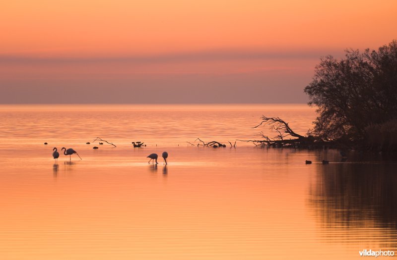 Flamingo's in de Camargue