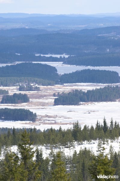 Zweedse bossen en meren