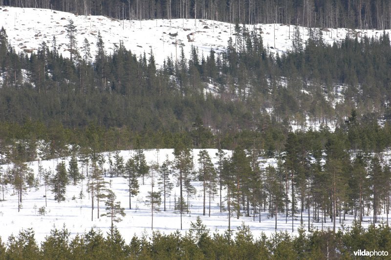 Zweedse bossen en meren