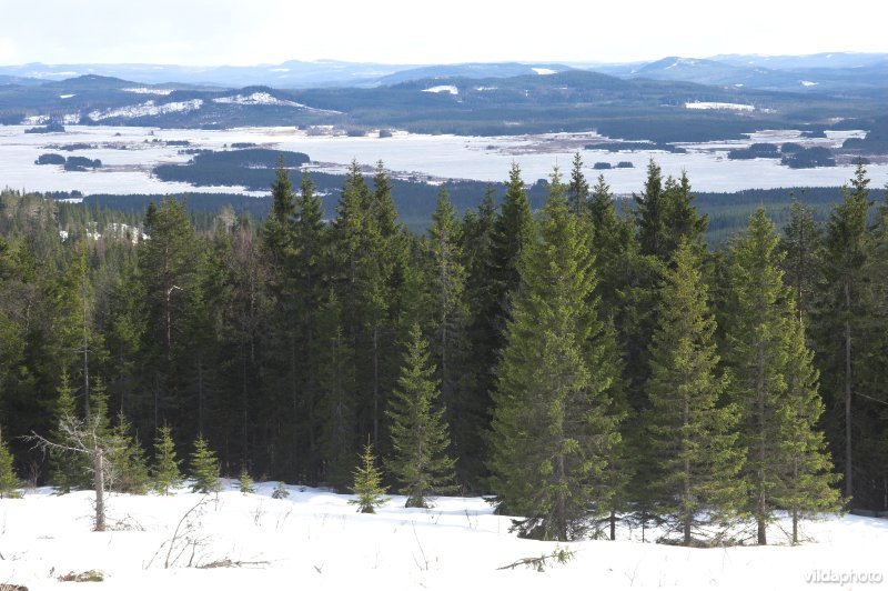Zweedse bossen en meren