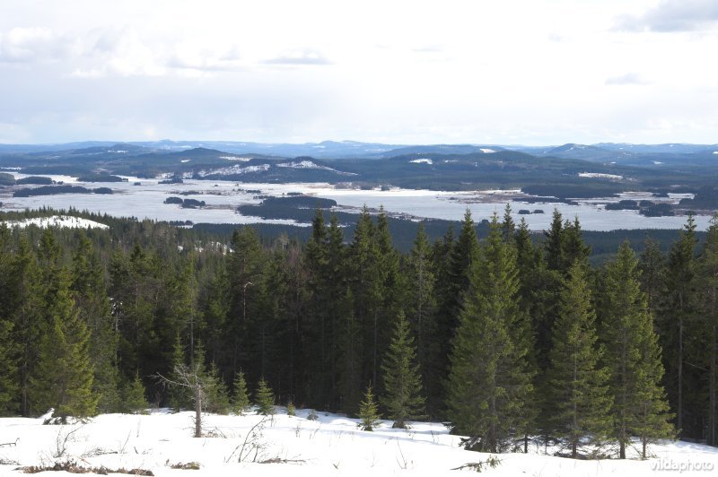Zweedse bossen en meren