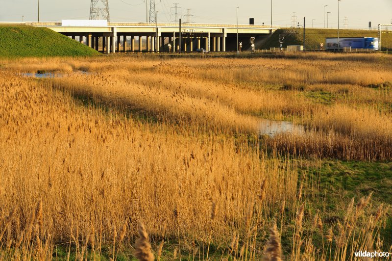 Steenlandpolder