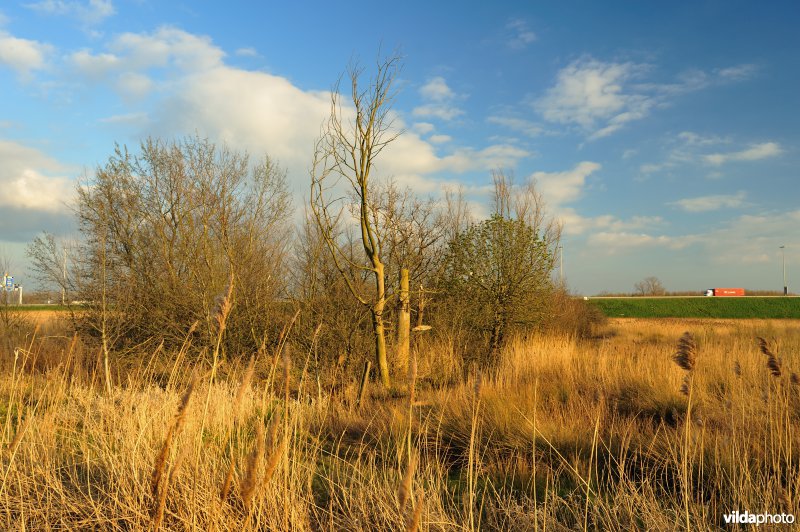 Steenlandpolder