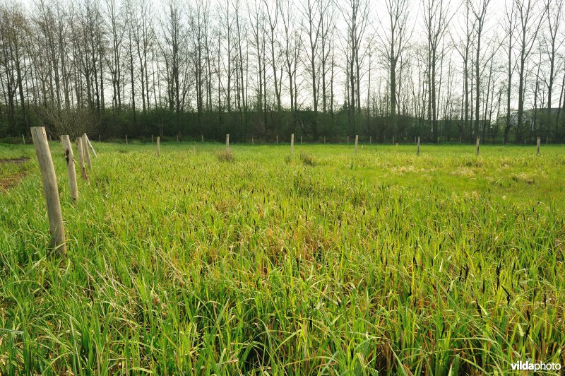 Hagenmeersen in de Durmevallei
