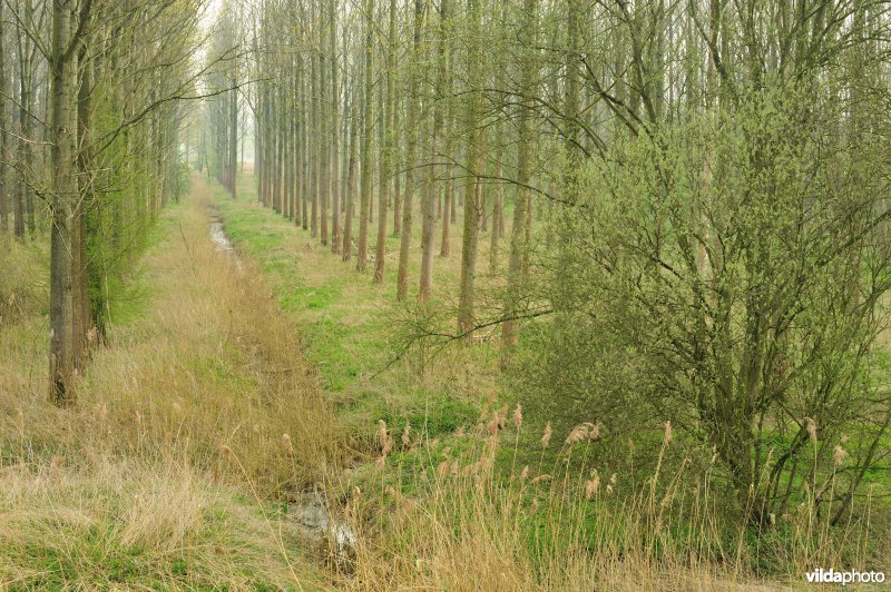 Natuurreservaat Vlassenbroekse Polder