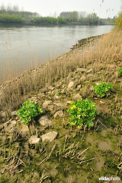 Scheldeoever Vlassenbroekse Polder