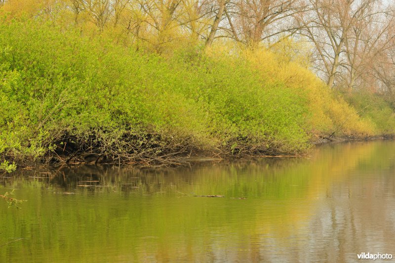 Zoetwaterschor langs Schelde