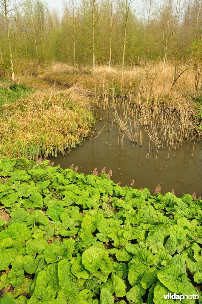 Groot Hoefblad in het Zwijn