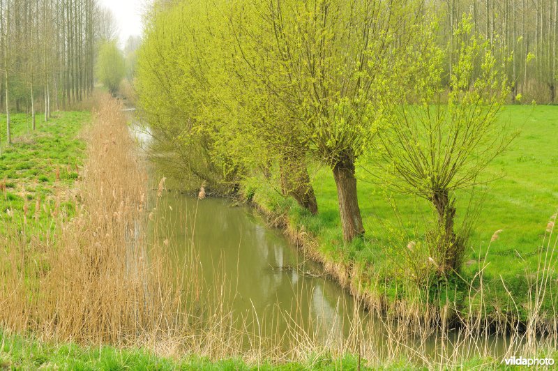 Polders in het Zwijn