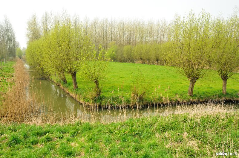 Polders in het Zwijn