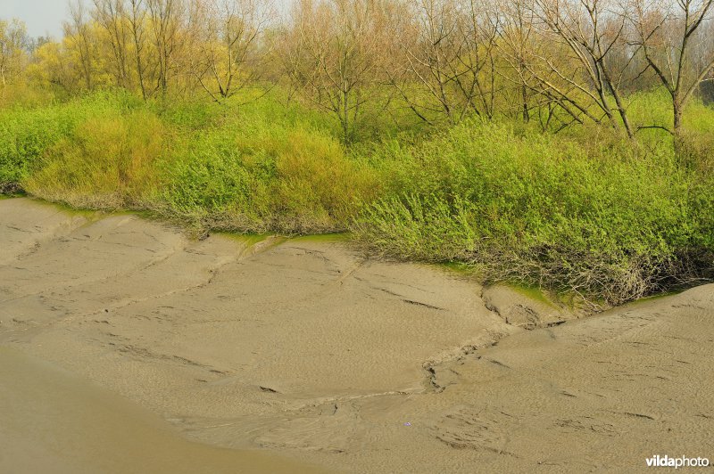 Zoetwaterschor van de Durme
