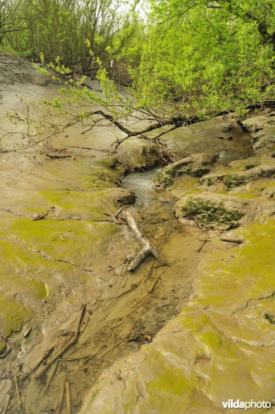 Zoetwaterschor van Sint-Amands