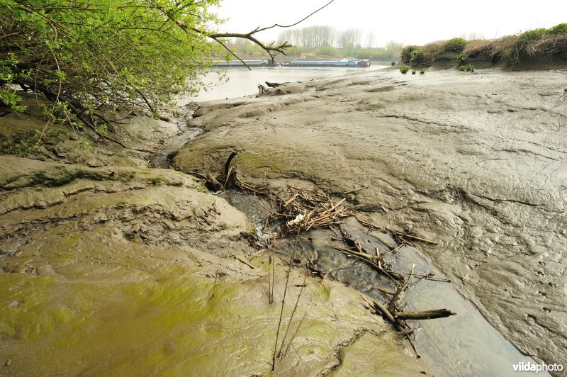 Zoetwaterschor van Sint-Amands