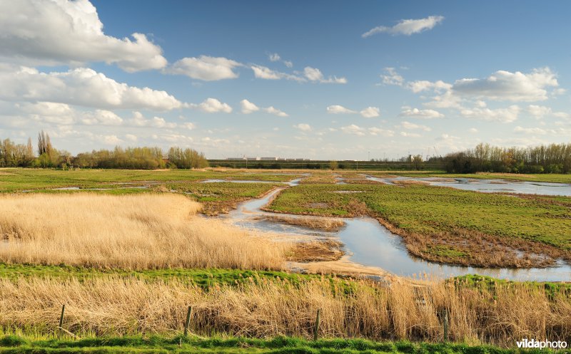 Putten Weiden