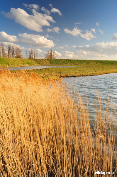 Brakke kreek in Doelpolder Noord