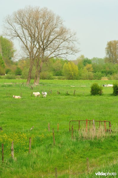 Bergenmeersen in Wichelen