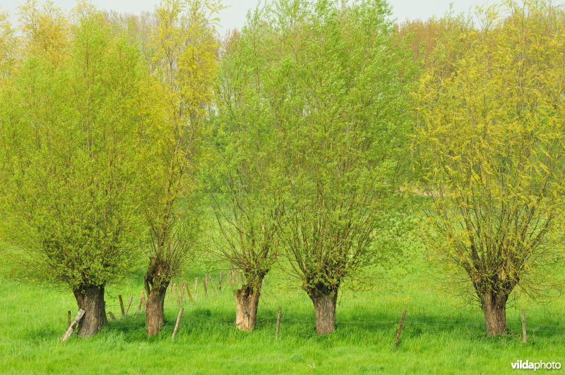 Bergenmeersen in Wichelen