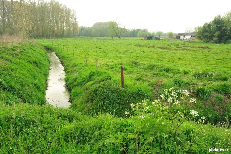 de Weimeersen deel 1 in de Kalkense meersen
