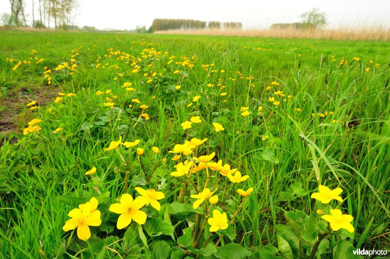 Dotterbloemen in de Kalkense Meersen