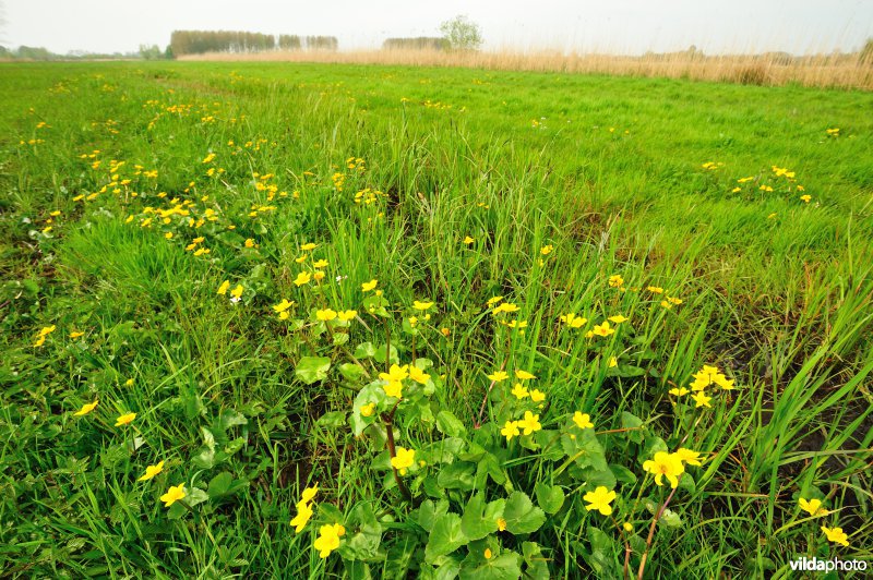 Dotterbloemen in de Kalkense Meersen