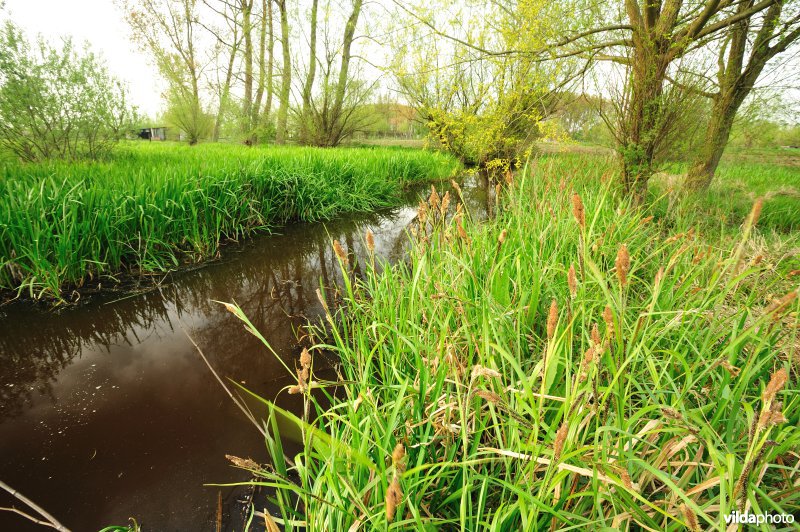 De Weimeersen deel 1 in de Kalkense meersen