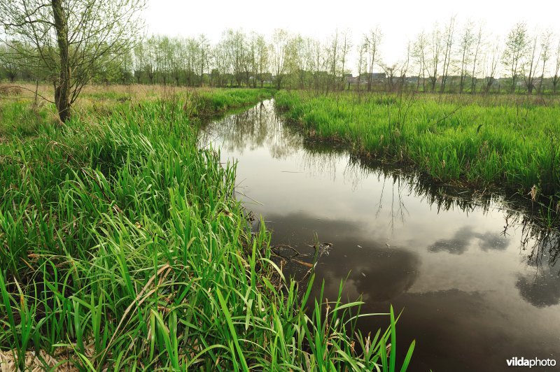 De Weimeersen deel 1 in de Kalkense meersen