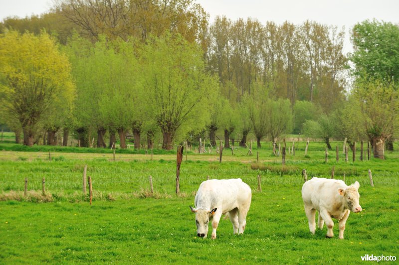 De Weimeersen deel 1 in de Kalkense meersen
