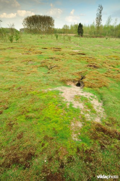 Landduinen in de Wijmeersen deel 1