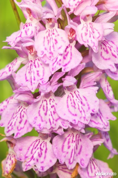 Tengere heideorchis