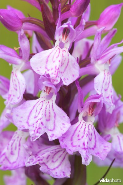 Tengere heideorchis