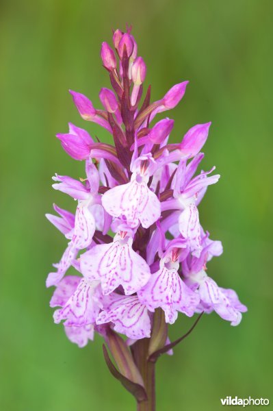 Tengere heideorchis