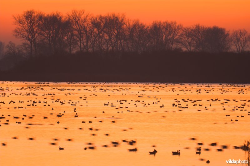 Natuurreservaat De Blankaart