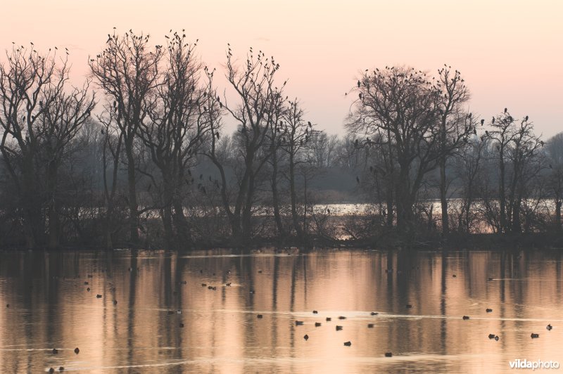 Natuurreservaat De Blankaart