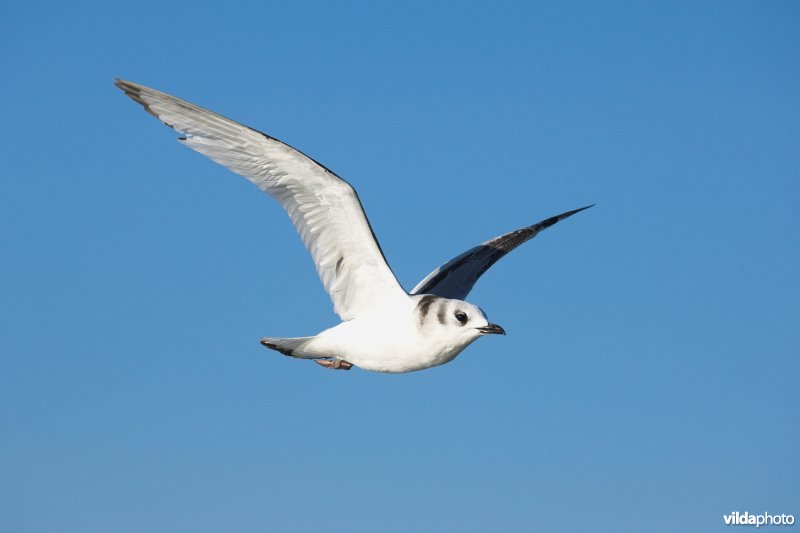 Drieteenmeeuw in vlucht