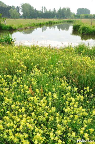 Dotterbloemhooilanden in de Scherenmeersen