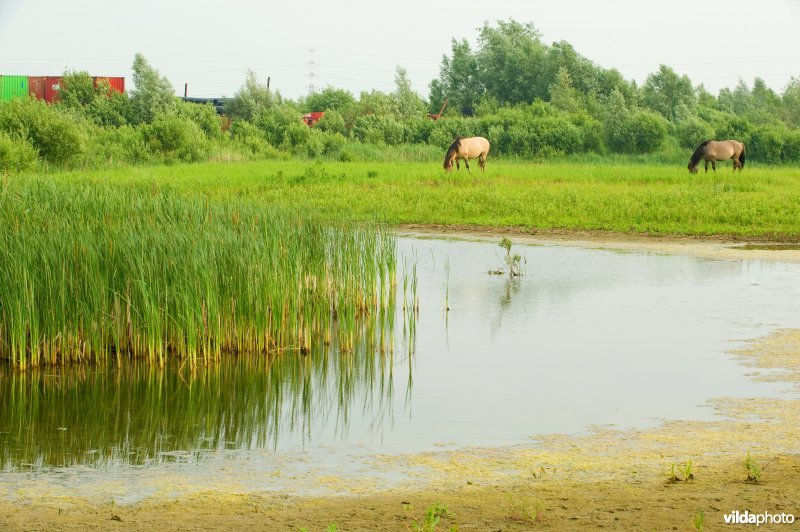 Vlakte van Zwijndrecht
