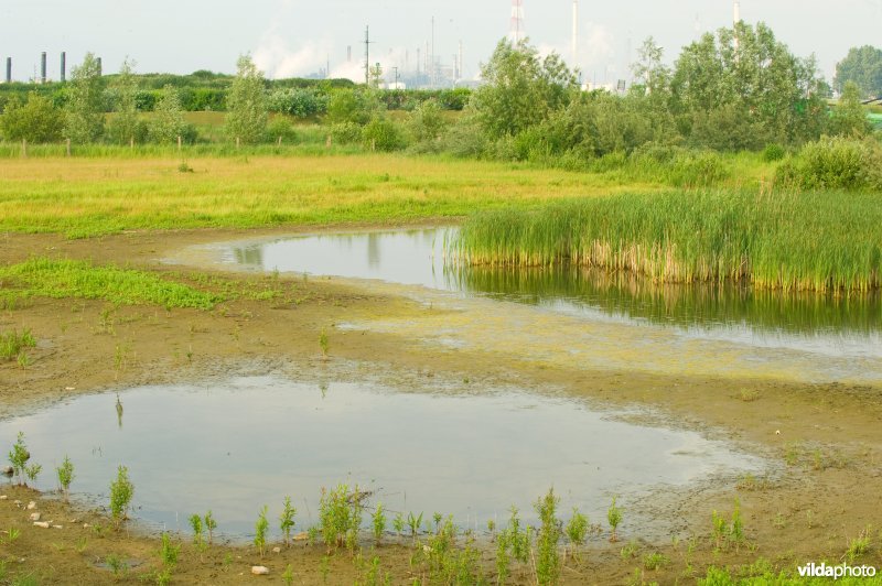 Vlakte van Zwijndrecht