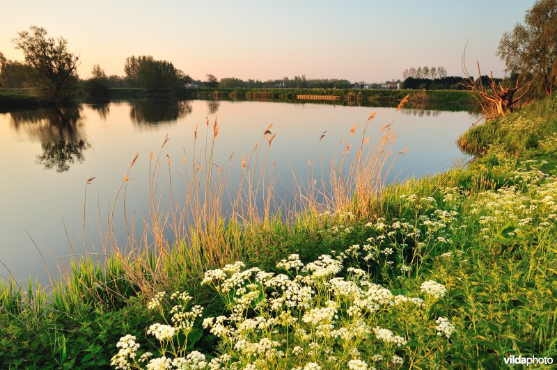 Fluitekruid in de Oude Durme