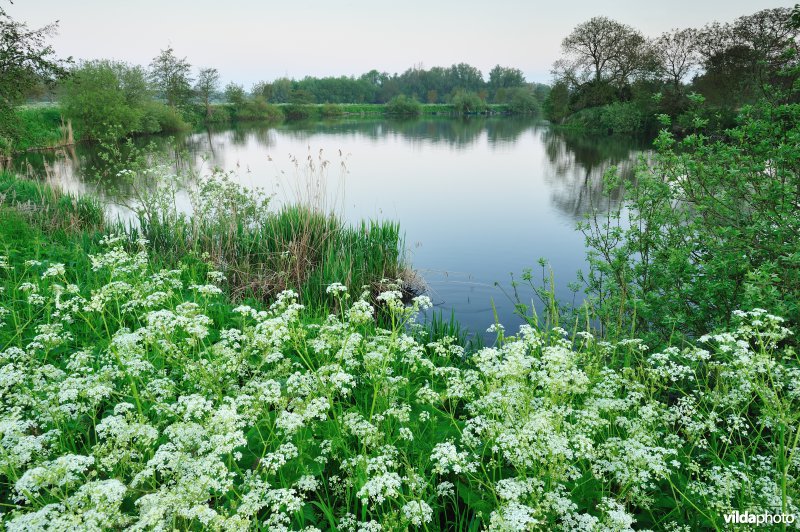 Fluitekruid in de Oude Durme